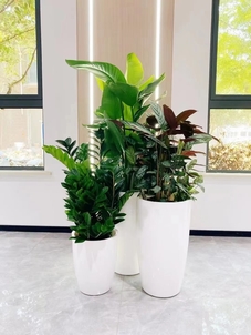 体验北仑盆景租赁，让生活与自然亲密接触><div class=